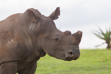 Obraz premium White rhinoceros standing in green African savanna grassland