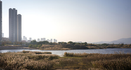 Urban Wetlands Amid Skyscrapers © Dong