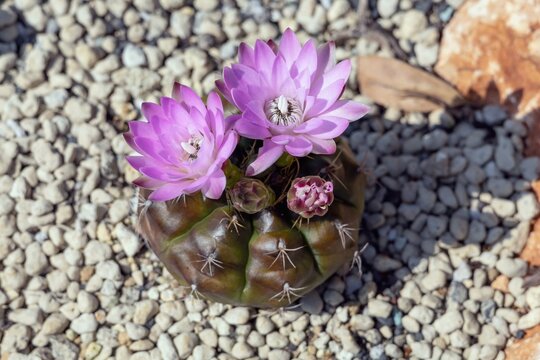 Gymnocalycium ansitsii, a white to pink flowered cactus species