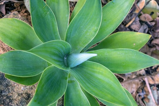 Foxtail agave, Agave attenuata, a tropical succulent plant, with focus on the center