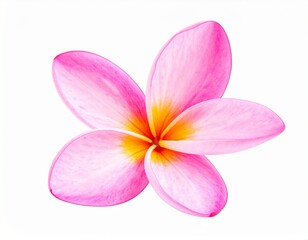 Fototapeta premium Isolated Pink Plumeria Frangipani Flower – Sweet Tropical Blossom on Clean White Background Design