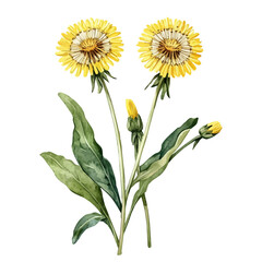 Fototapeta premium Dandelion Branch, watercolor artwork with bold brush accents and dynamic composition, isolated on a white background.