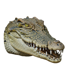 Fototapeta premium A detailed illustration of an ancient crocodile head with textured skin isolated on transparent background