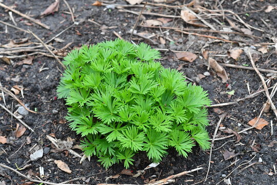 Evergreen ground cedar, lycopodium digitatum