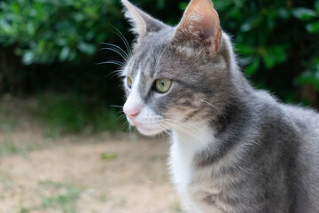 Portrait of a beautiful grey and white domestic cat with green eyes, close-up. © Αμαλια Τζαφερη