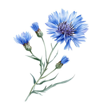 watercolor of Cornflower Branch illustration graphic, isolated on a white background.