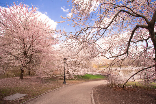 Central Park in New York City in the spring with flowering trees blossoming