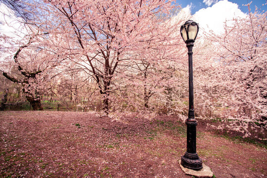 Central Park in New York City in the spring with flowering trees blossoming