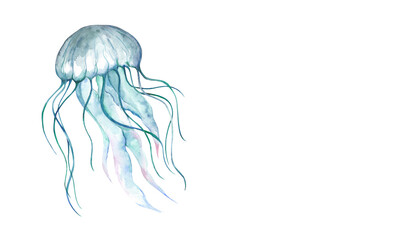 jellyfish on white background © zorica