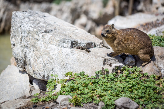 rock hyrax