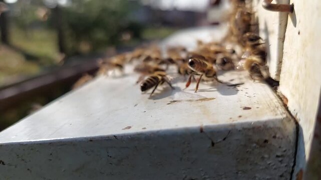 Honey bees flying around the hive entrance in spring sunshine