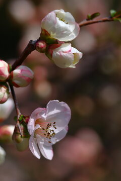 華やかに咲く
