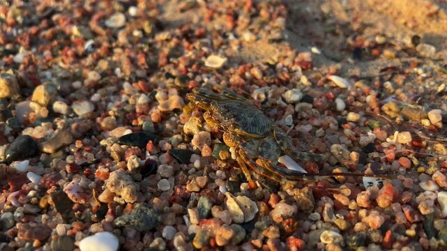 Krab, Morze Czerwone, Egipt, Marsa Alam, بورت غالب