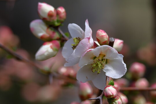 華やかに咲く