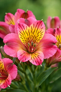 Vibrant Pink and Yellow Alstroemeria Flower Close-Up with Natural Green Background