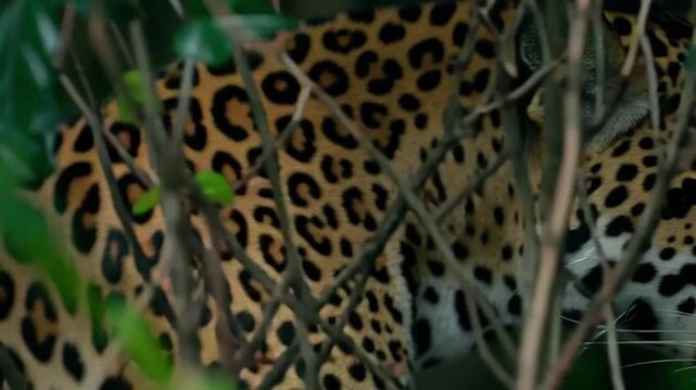 close up of leopard