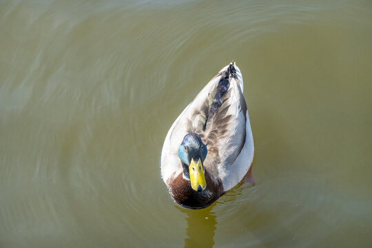 Close up of mallard duck swimming on the River Bure in the Norfolk Broads