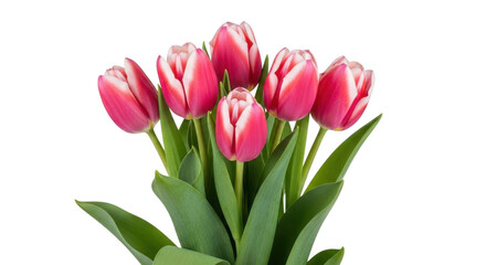 Obraz premium Pink and white tulip flowers bouquet for spring s isolated on transparent background