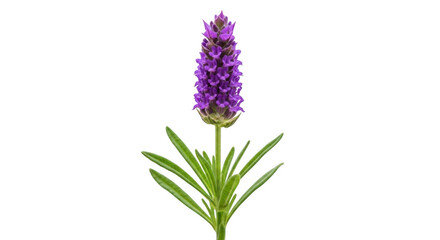Obraz premium Single lavender flower sprig with purple flower with lavender transparent background