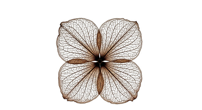 Skeletonized hydrangea petals symmetrically arran isolated on transparent background