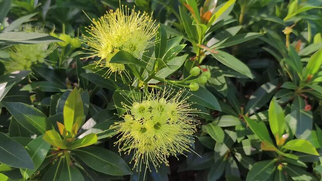 Real time video 4k footage. Yellow Xanthostemon flowers bloom in the sun