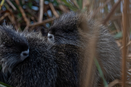 Junge Nutrias versteckt im Schilf kuscheln miteinander
