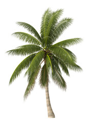 Obraz premium Single coconut tree isolated on transparent background. Cutout coconut tree with coconut leaves on transparent background. coconut tree isolated on white background. Tropical coconut tree PNG.