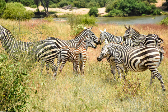 Herd of zebras with foal in African savanna near river