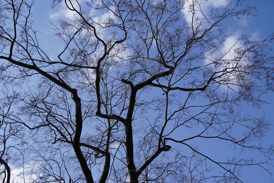 Photo from the bottom up. The beautiful crown of a tall tree against the backdrop of a blue spring sky. Nature graphics.
