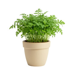 Fototapeta premium Potted green plant with lush foliage isolated on transparent background