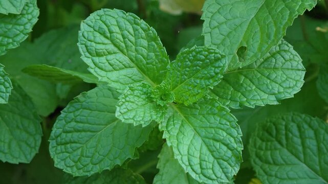 Fresh mint from the farm.