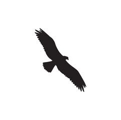 Obraz premium “Soaring Freedom”
