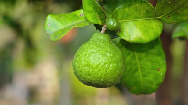 Kaffir lime fruit on the tree.