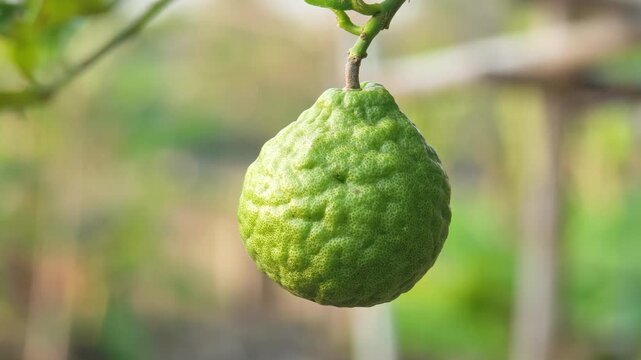 Kaffir lime fruit on the tree.