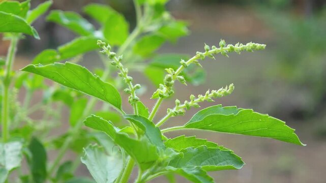 video of young basil leaves