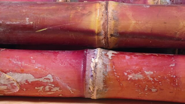 video of close-up of fresh sugarcane.