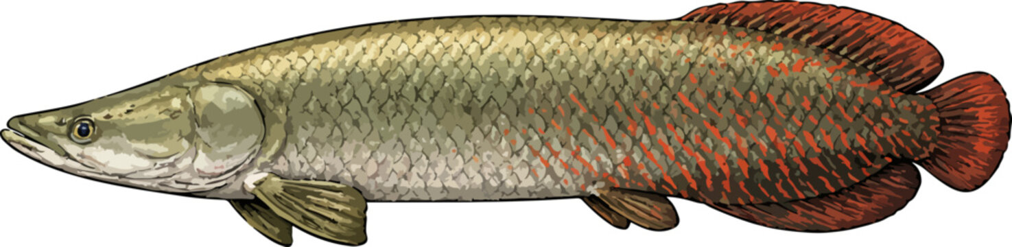 Arapaima gigas illustration art