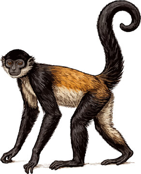 Ateles geoffroyi illustration art