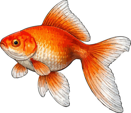 Carassius auratus illustration art