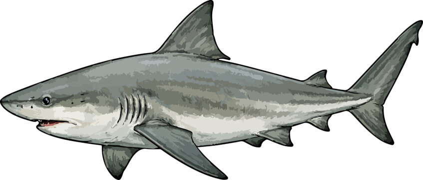 Carcharhinus leucas illustration art