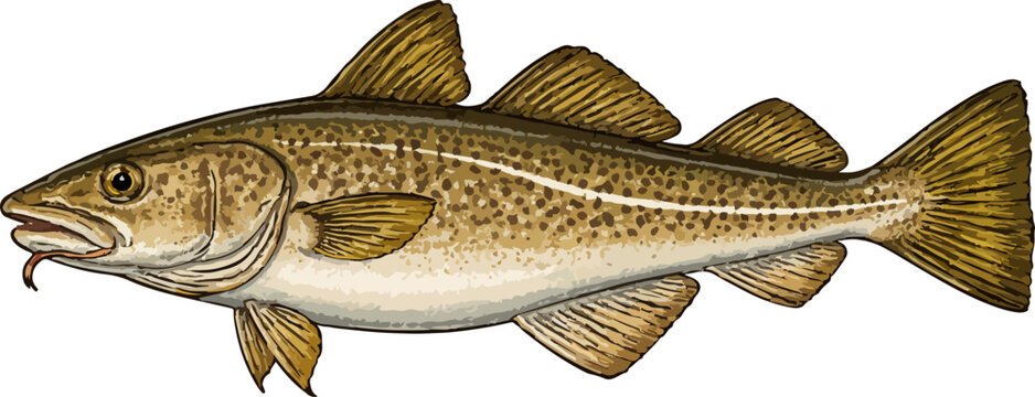 Gadus morhua illustration art