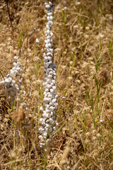 Fototapeta premium White snail shells stuck to a dry blade of grass in a field at Bulla Regia, outside of Jendouba, Tunisia