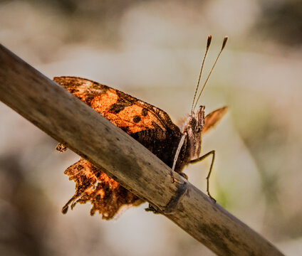 Polygonia c-album butterfly