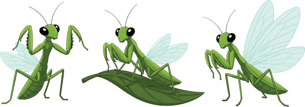 Vector illustration of green praying mantises with wings and forelegs in defensive and resting poses for nature design