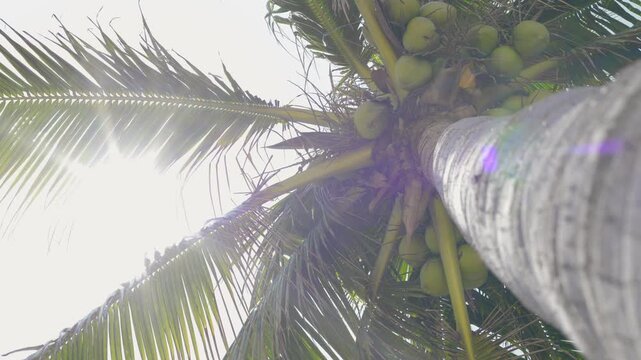 Tilt shot upward of coconut palm tree with coconuts and fronds swaying against bright sky on tropical beach during daytime