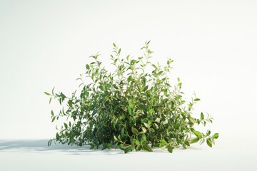 Obraz premium A lush green bush with small leaves, symbolizing freshness and vitality against a clean, light background.