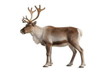 Obraz premium A single caribou featured on a transparent background, highlighting its unique features and natural posture. Reindeer standing on transparent background with antlers raised 