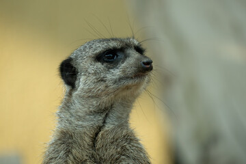 Close-up portrait of a meerkat standing alert and looking upward, with detailed fur and soft blurred background in warm natural tones. © AS