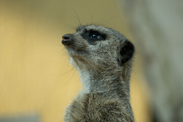 Close-up portrait of a meerkat standing alert and looking upward, with detailed fur and soft blurred background in warm natural tones. © AS