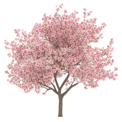 Obraz premium A beautiful tree with pink flowers on transparent background